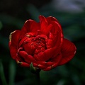 la tulipe 2023.48_rt.jpg