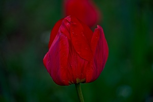 la tulipe 2023.52 rt