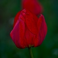 la tulipe 2023.52 rt