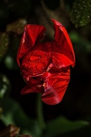 la tulipe 2023.57 rt