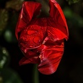 la tulipe 2023.57 rt