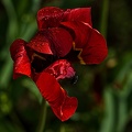 la tulipe 2023.59_rt.jpg