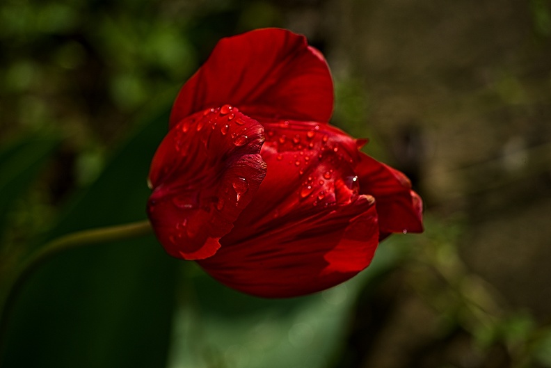 la tulipe 2023.62_rt.jpg