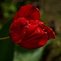 la tulipe 2023.62 rt