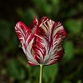 la tulipe 2023.64_rt.jpg