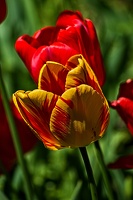 la tulipe 2023.65 rt