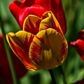 la tulipe 2023.66_rt.jpg