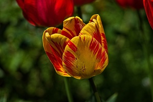 la tulipe 2023.67 rt