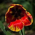 la tulipe 2023.68_rt.jpg