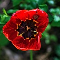 la tulipe 2023.74_rt (2).jpg