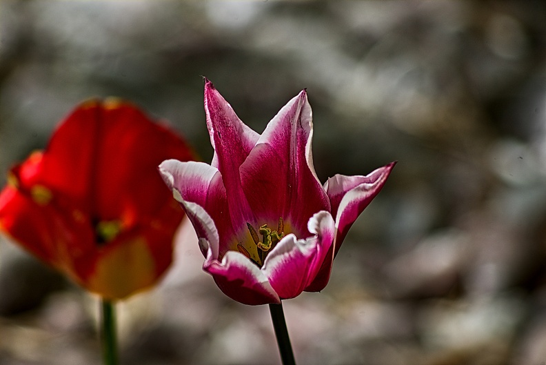 la tulipe 2023.75_rt.jpg
