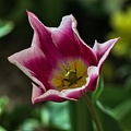 la tulipe 2023.77 rt