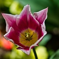 la tulipe 2023.78_rt.jpg