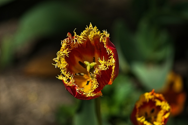la tulipe 2023.81_rt.jpg