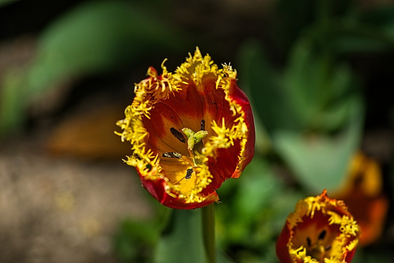 la tulipe 2023.82_rt.jpg