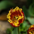 la tulipe 2023.82 rt