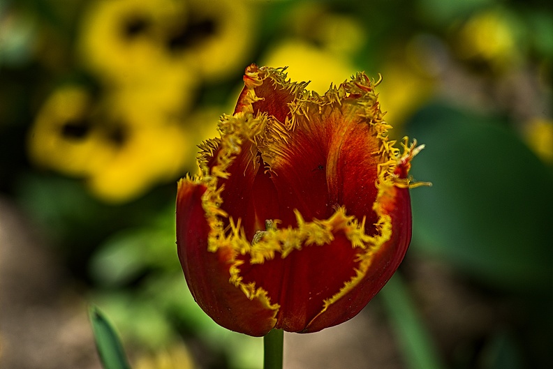 la tulipe 2023.86_rt.jpg
