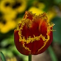 la tulipe 2023.86_rt.jpg