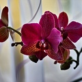 orchideae.2023.04_rt.jpg