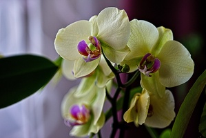 orchideae.2023.05 rt