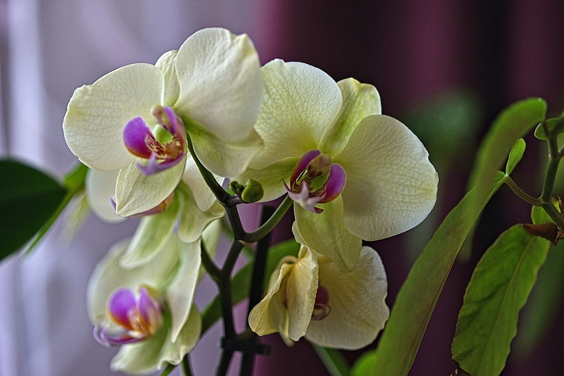 orchideae.2023.06_rt.jpg