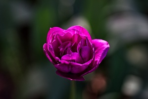 la tulipe 2023.89 rt