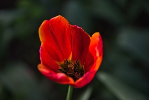 la tulipe 2023.90 rt