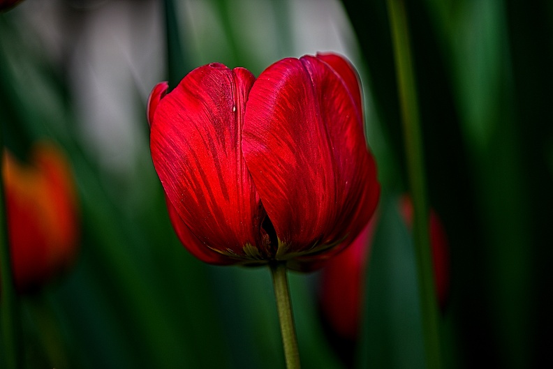la tulipe 2023.93_rt.jpg