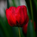 la tulipe 2023.93_rt.jpg