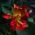 la tulipe 2023.96_rt(2).jpg