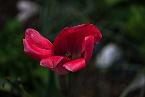 la tulipe 2023.97 rt(1)