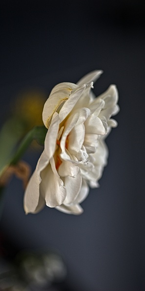 la tulipe 2023.102_rt (2).jpg