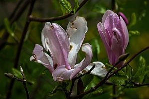 magnolia 2023.32 rt