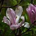 magnolia 2023.32 rt