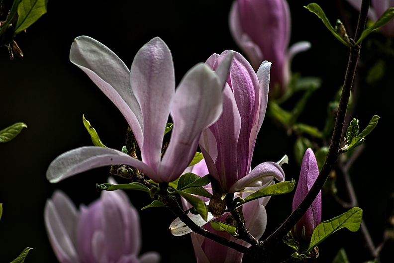 magnolia 2023.33_rt.jpg
