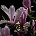 magnolia 2023.33 rt