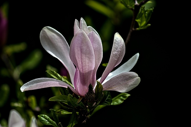 magnolia 2023.34_rt.jpg