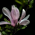 magnolia 2023.34 rt
