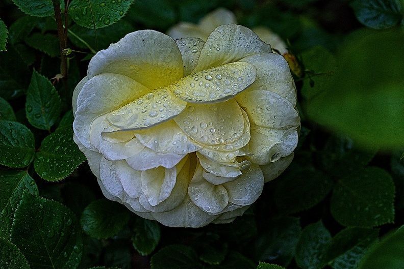rosa centifolia 2023.01_rt.jpg