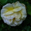 rosa centifolia 2023.01 rt