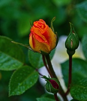 rosa centifolia 2023.02 rt