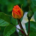 rosa centifolia 2023.02 rt