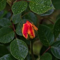 rosa centifolia 2023.04_rt.jpg
