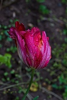 la tulipe 2023.104 rt (2)