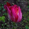 la tulipe 2023.104_rt (2).jpg