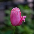 la tulipe 2023.115_rt.jpg