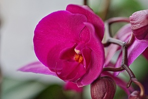 orchideae.2023.12 rt