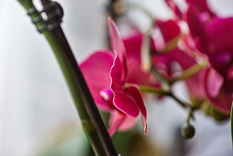 orchideae.2023.17_rt.jpg