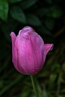 la tulipe 2023.116 rt