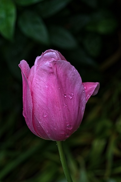 la tulipe 2023.116_rt.jpg
